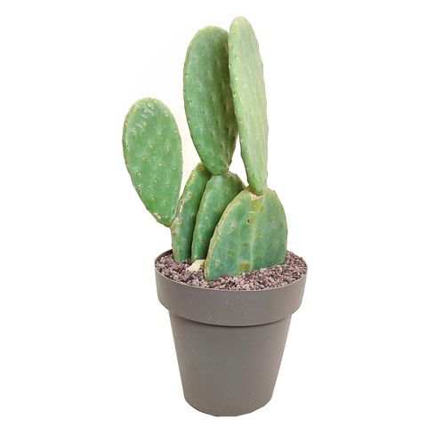 Opuntia ficus-indica — Plant Wholesale FlorAccess