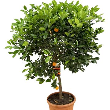 Citrus x microcarpa