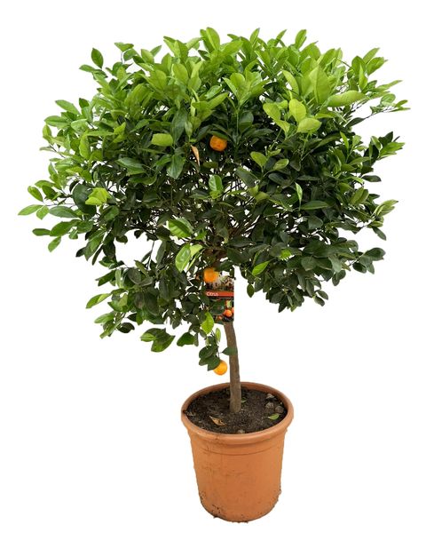 Citrus x microcarpa