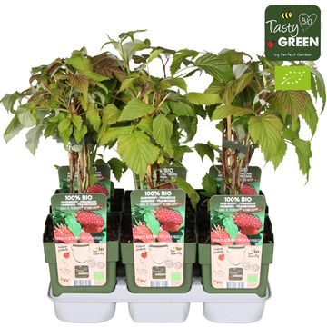 Rubus idaeus 'Autumn Happy'