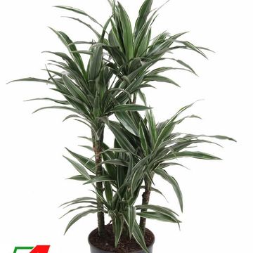 Dracaena fragrans 'Warneckei'