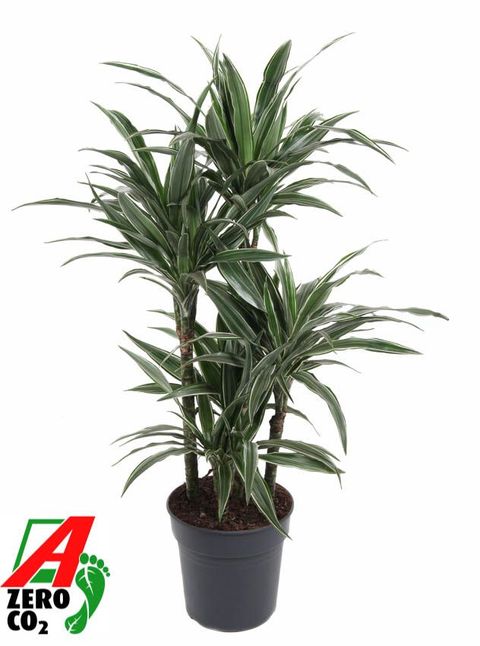 Dracaena fragrans 'Warneckei'