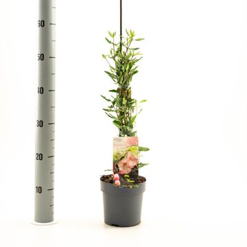 Eucryphia lucida 'Ballerina'