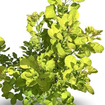 Cotinus coggygria GOLDEN SPIRIT