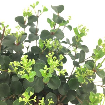 Viburnum 'Fairy Stars'