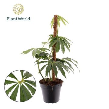 Антуриум polyschistum