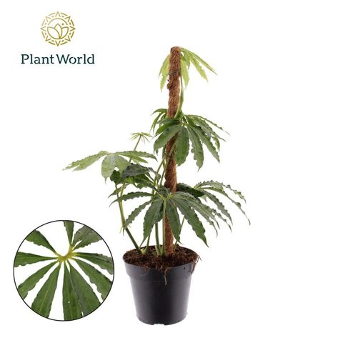 Anthurium polyschistum