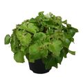Begonia JUNGLE WONDER GREEN