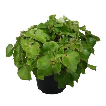 Begonia JUNGLE WONDER GREEN