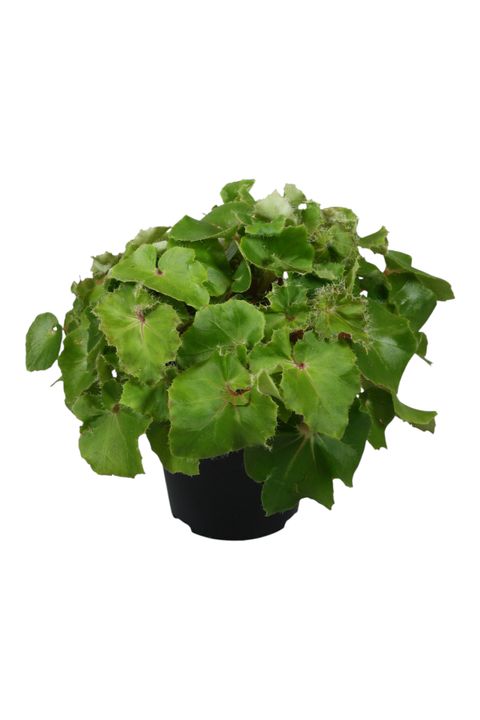 Begonia JUNGLE WONDER GREEN