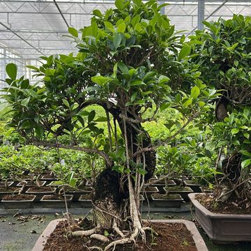 Ficus retusa