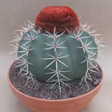 Melocactus bahiensis