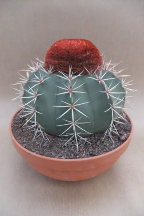 Melocactus bahiensis