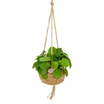 Hanging plants MIX