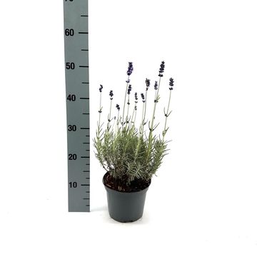 Lavandula angustifolia angustifolia