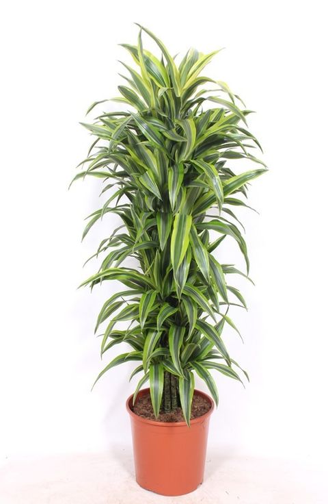 Dracaena fragrans 'Lemon Lime'