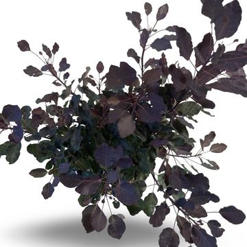 Cotinus DUSKY MAIDEN