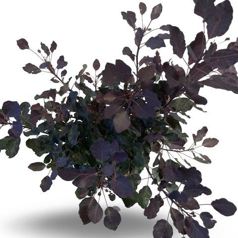 Cotinus DUSKY MAIDEN