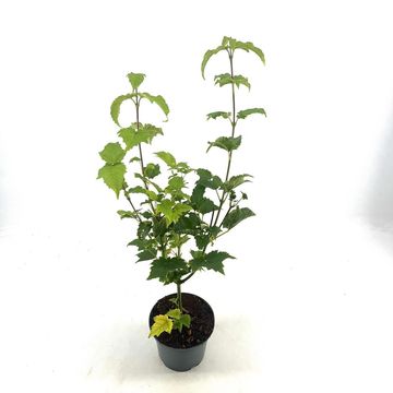 Acer rufinerve