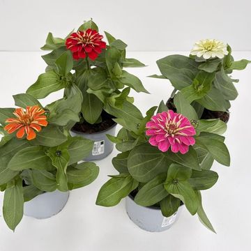Cynia Cynia wytworna MIX