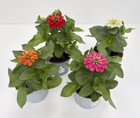 Cynia Cynia wytworna MIX