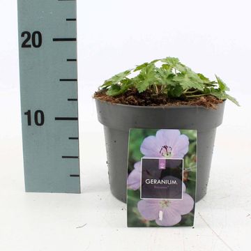 Geranium ROZANNE
