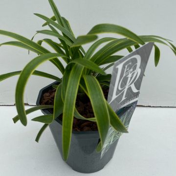 Liriope muscari 'Variegata'