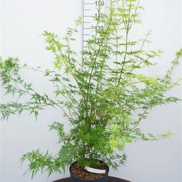 Acer palmatum 'Seiryu'