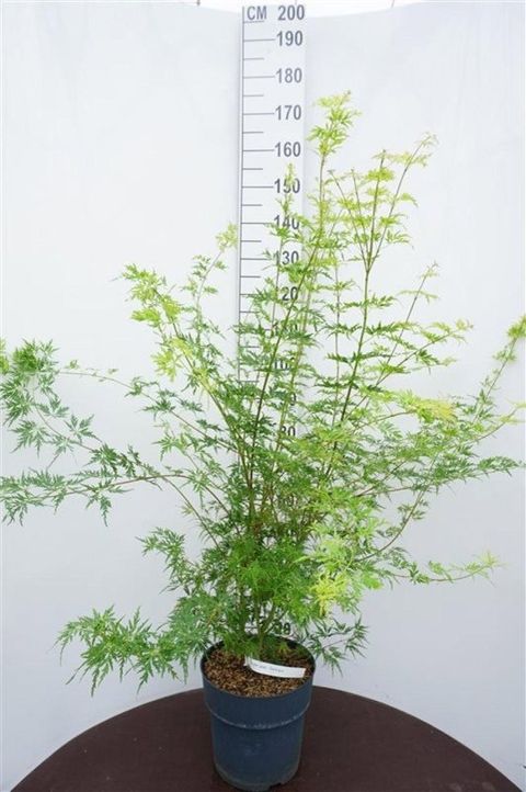 Acer palmatum 'Seiryu'