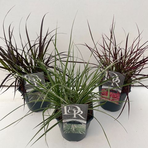 Pennisetum MIX