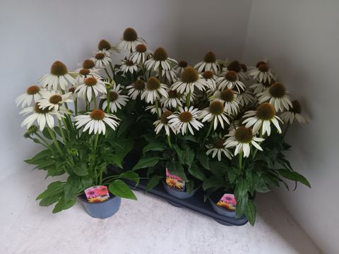 Echinacea SOMBRERO BLANCO