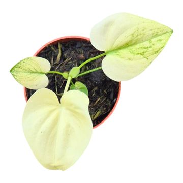 Philodendron 'Angela Mint'