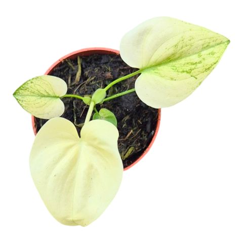 Philodendron 'Angela Mint'