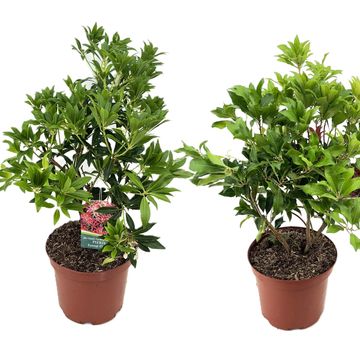 Pieris MIX