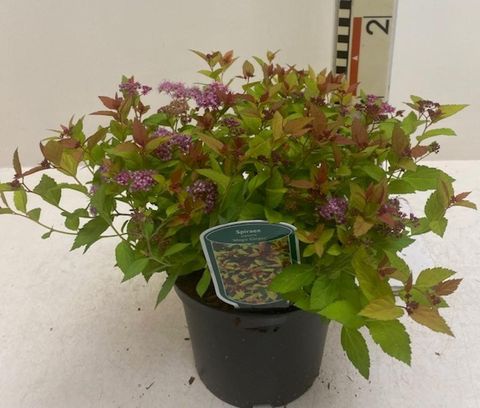 Spiraea japonica MAGIC CARPET