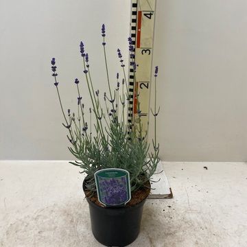 Lavandula angustifolia 'Hidcote'