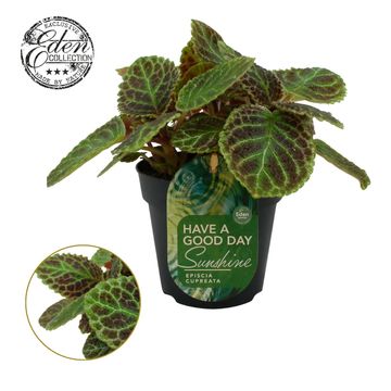 Episcia cupreata 'Tierra Tortuga'