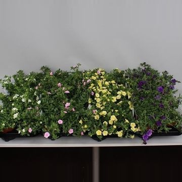 Calibrachoa CAN-CAN ROSIES MIX