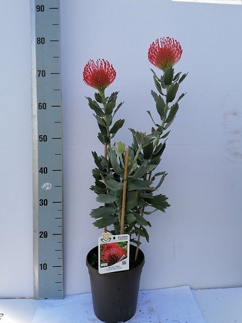 Leucospermum 'Ayoba Red'