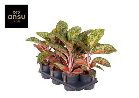 Aglaonema 'Lychee Red'