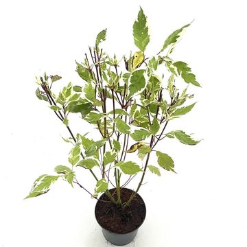 Cornus alba 'Elegantissima'