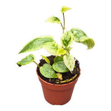 Piper macropiper 'Variegata'