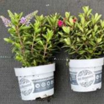 Hebe ALL BLOOMS MIX