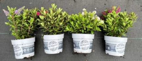 Hebe ALL BLOOMS MIX