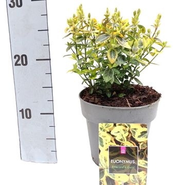 Euonymus fortunei 'Emerald 'n' Gold'