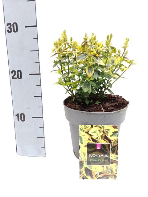 Euonymus fortunei 'Emerald 'n' Gold'