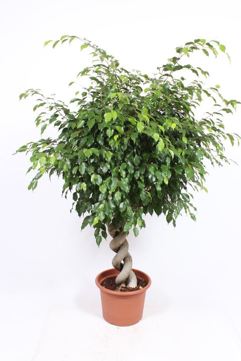 Ficus benjamina 'Exotica'