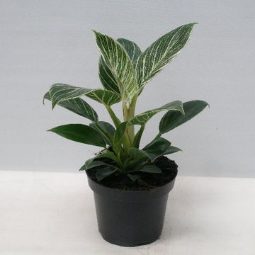 Philodendron gloriosum 'Zebra'