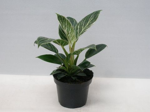 Philodendron gloriosum 'Zebra'