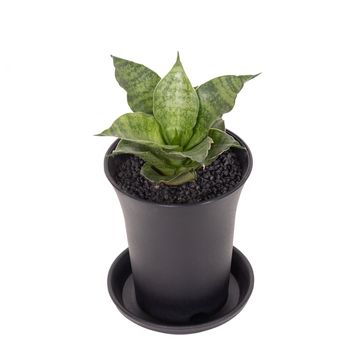 Sansevieria 'Star Mini Marble No.1'